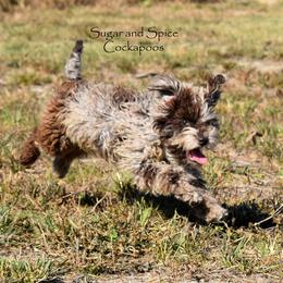 Galina - Cockapoo