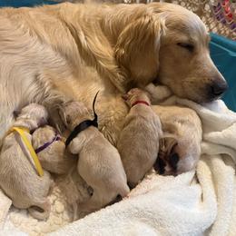 Pink - Golden female Golden Retriever puppy in Los Angeles, California from Heart Hill Goldens