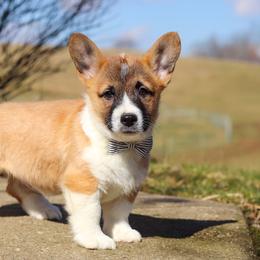 Arthur - White and fawn male Pembroke Welsh Corgi puppy in Sugarcreek, Ohio from Admar Canines