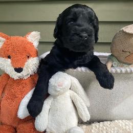 Orion - Black male Australian Labradoodle puppy in Otis, Massachusetts from Tango Wool Labradoodles