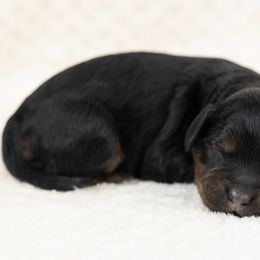 Cockapoo Puppies from Firm Foundation Cockapoos
