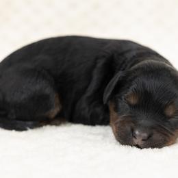 Cockapoo Puppies from Firm Foundation Cockapoos