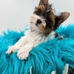 Percy - Parti male Yorkshire Terrier puppy in Benton, Illinois from Furry Tailz Yorkies