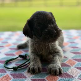 Green Boy - Liver and white male German Wirehaired Pointer puppy in Reddick, Florida from Afterhours German Wirehaired Pointers and Basset Fauve de Bretagne