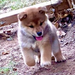 Ashoka - Red female Shiba Inu puppy in Milton, Florida from Moonlight Shibas