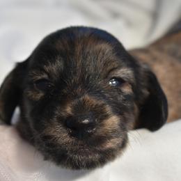 Tiny girl - Brindle female Dachshund puppy in Happy Valley, Oregon from Logan’s Lowriders
