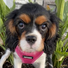 Adrian - Cavalier King Charles Spaniel puppy in Clarkston, Utah from Brookstone Farm