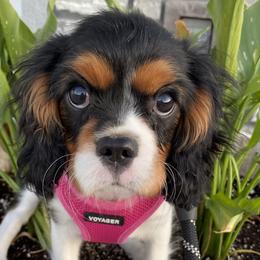 Adrian - Cavalier King Charles Spaniel puppy in Clarkston, Utah from Brookstone Farm
