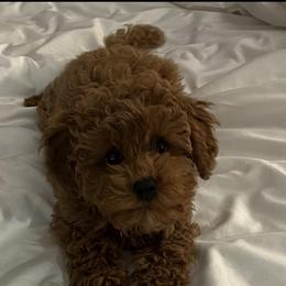 Poodle Puppies from Lucky Dog Poodles