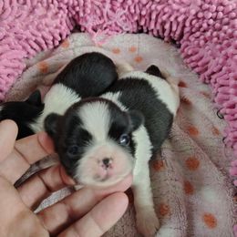 AKC Lucy - Black female Pekingese puppy in Andrews, South Carolina from Purple Diamonds Kennel