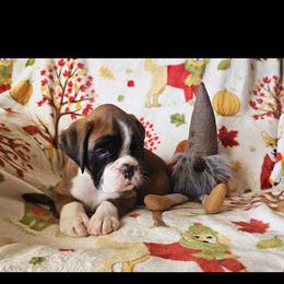 Boxer and Shih Tzu Puppies from L&L European Boxers and Shih Tzus