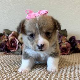 Girl 4 - female Pembroke Welsh Corgi puppy in Hinton, Oklahoma from Green Cloud Ranch