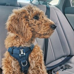 Poodle Puppies from Sunset Standard Poodles