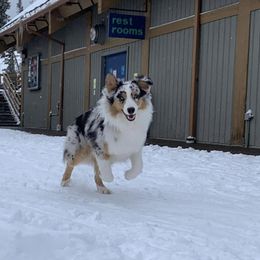 Australian Shepherd Puppies from Aussie Hill Farm