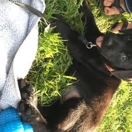 Labrador Retriever Puppies from Wild Feather Hunting Dogs