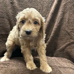 Girl 2 - Apricot female Goldendoodle puppy in Maumee, Ohio from Bell's Doodles