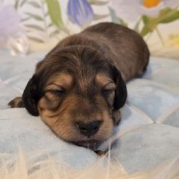 Boy 1 - Cream male Dachshund puppy in Romney, Indiana from Brown's Valley Dachshunds