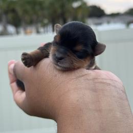 Zeus - Black and tan male Yorkshire Terrier puppy in Deltona, Florida from Poodles by CNC