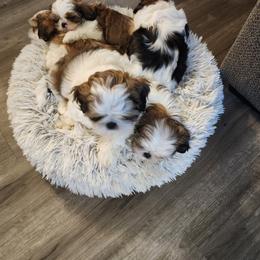 Shih Tzu Puppies from Shih Tzu Kennels