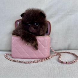 Yuki - Chocolate male Pomeranian puppy in Canandaigua, New York from Fingerlakes Pomeranians