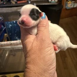 Winston - Black and white male Chihuahua puppy in Beaumont, Texas from Anastasia’s Tiny Pupps