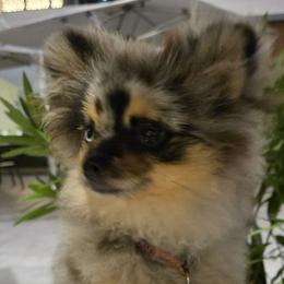 Pomeranians from Ruby's Sky's Kennels Pomeranian's