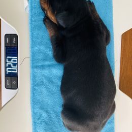 Doberman Pinscher Puppies from TeatreeDoberman