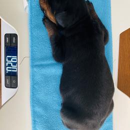 Doberman Pinscher Puppies from TeatreeDoberman