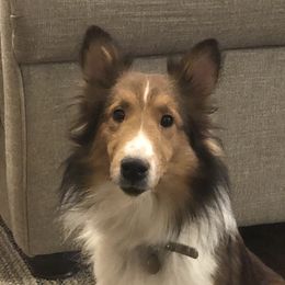 Olive - Shetland Sheepdog
