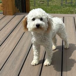 Olaf - Poodle