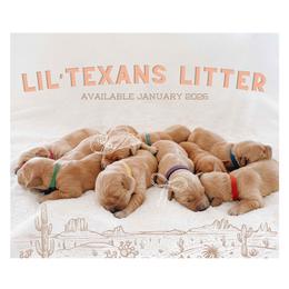 Golden Retriever puppies from Gillit Family Goldens of NTX