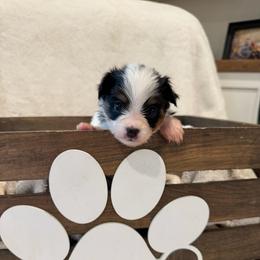 Raleigh - White black and tan female Papillon puppy in West End, North Carolina from Papillons in the Pines