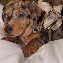 Dachshund Puppies from Wiggles & Wags Dachshund's