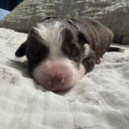 Purple - Red tri-color female Australian Shepherd puppy in Bethel, Minnesota from Aussie Tree-O