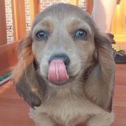 Dachshund Puppies from Cranberry Dachshunds