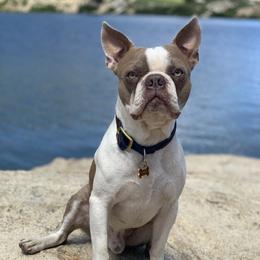 Timber - Boston Terrier