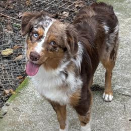 Olive - Miniature American Shepherd