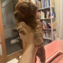 Cavapoo Puppies from Teddy Bear Doodles
