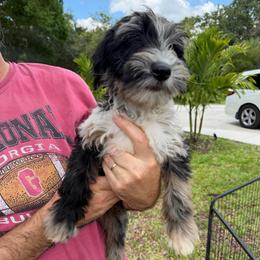 Boy 4 - Merle male Whoodle puppy in Sebastian, Florida from Perri’s Whoodles