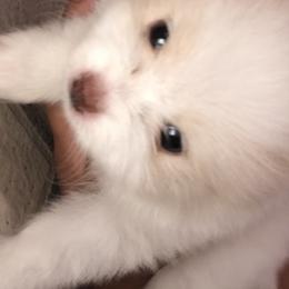 Pomeranian Puppies from Ruby’s Kennel