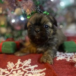Navya - Brindle female Shih Tzu puppy in Pleasant Shade, Tennessee from Kuntry Tyme Shih Tzus