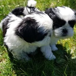 Shih Tzus from Country Blessed Shih Tzus