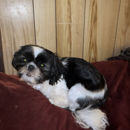 Zoey - Shih Tzu