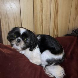 Zoey - Shih Tzu