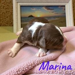 Marina - Red tri-color female Aussiedoodle puppy in Ellenburg Center, New York from Kristin's Puppies