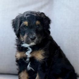 Storm - male Australian Mountain Doodle puppy in Decatur, Illinois from Signature Doodles