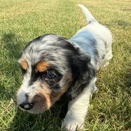 Zeus - Dapple male Dachshund puppy in Rogers, Arkansas from Mini Paws Over the Moon Dachshunds