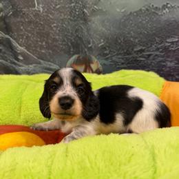Charleston - Piebald male Dachshund puppy in Irving, Texas from DFW Dachshunds by G & S