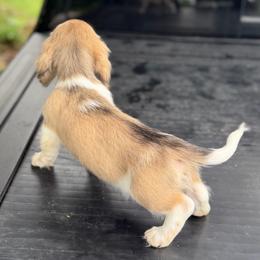 Shaded Cream Piebald Boy AKC Ready To Go - Cream male Dachshund puppy in Pauls Valley, Oklahoma from Simply Happy Dachshunds