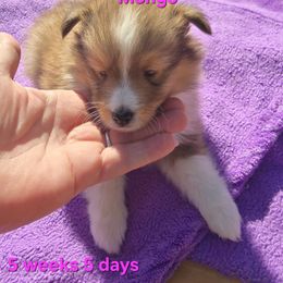 TINY Little Mongo - Sable and white male Shetland Sheepdog puppy in Houston, Texas from LaLa's Lilliputian Lassies